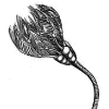 Echinoderms