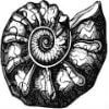 Molluscs