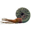 Goniatite