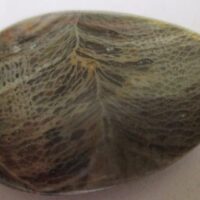 Fossil Coral Pendant