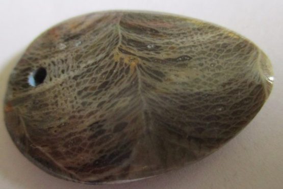 Fossil Coral Pendant