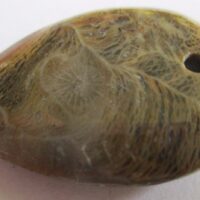 Fossil Coral Pendant