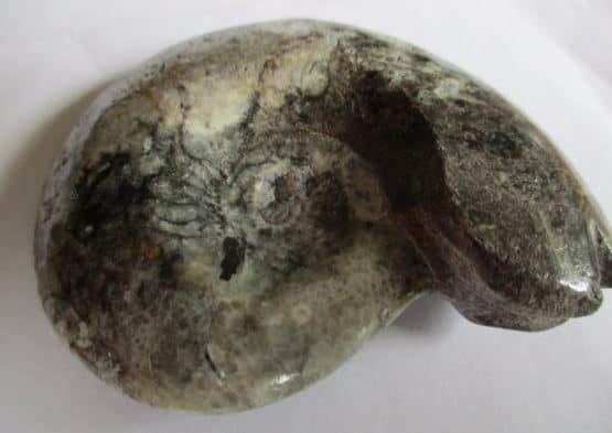 Goniatite Fossil
