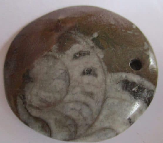 Goniatite Pendant