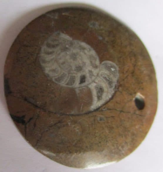 Goniatite Hanger