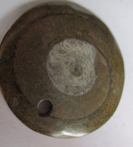 Goniatite Pendant