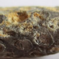 Fossilized Seed Cone Or Fruit