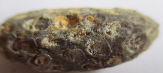 Fossilized Seed Cone Or Fruit
