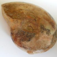 Fossiele Ammoniet uit Madagaskar