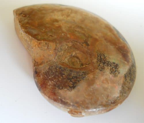 Fossiele Ammoniet uit Madagaskar