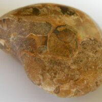 Fossiele Ammoniet uit Madagaskar