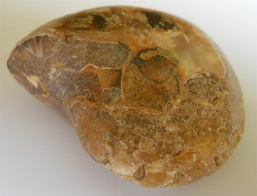 Fossiele Ammoniet uit Madagaskar