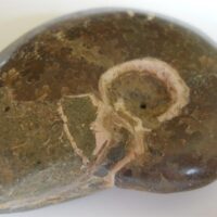 Fossiele Ammoniet uit Madagaskar