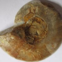 Fossiele Ammonite