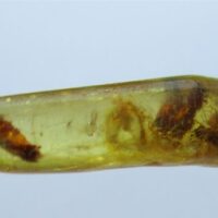 Insects in Amber