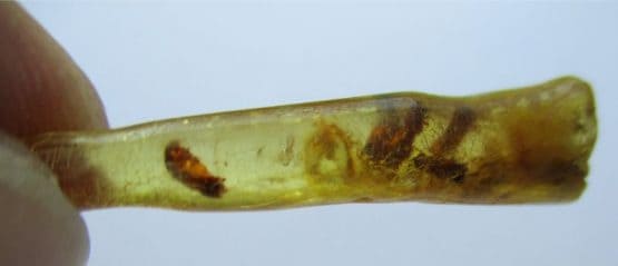 Insects in Amber