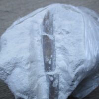 Belemnite in matrix