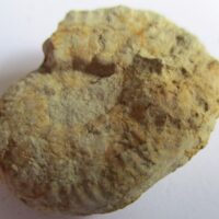 Fossil Ammonite