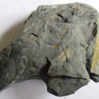 Fossil Ferns