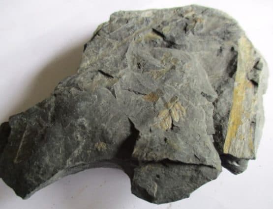 Fossil Ferns