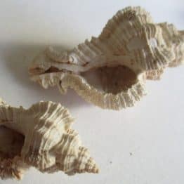Chicoreus lundeliusae (Ludbrook,1978)