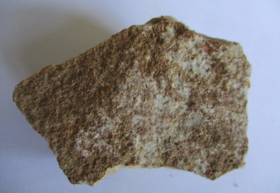 Alveolina Kalksteen