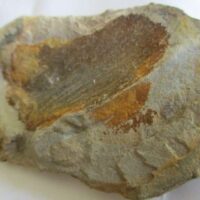 Fossil Plant (Cordaites)