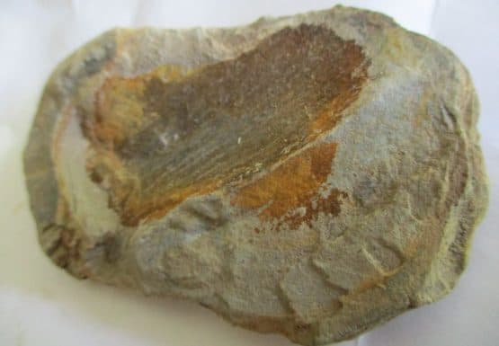 Fossil Plant (Cordaites)