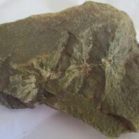 Fossil Asterophyllites