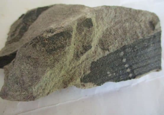 Fossiele Plant
