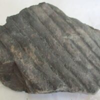 Fossil Bark