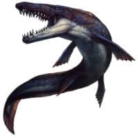 fossil of mosasaurus