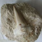 Fossiele haaientanden te koop