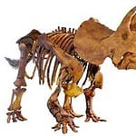 dino fossils for sale