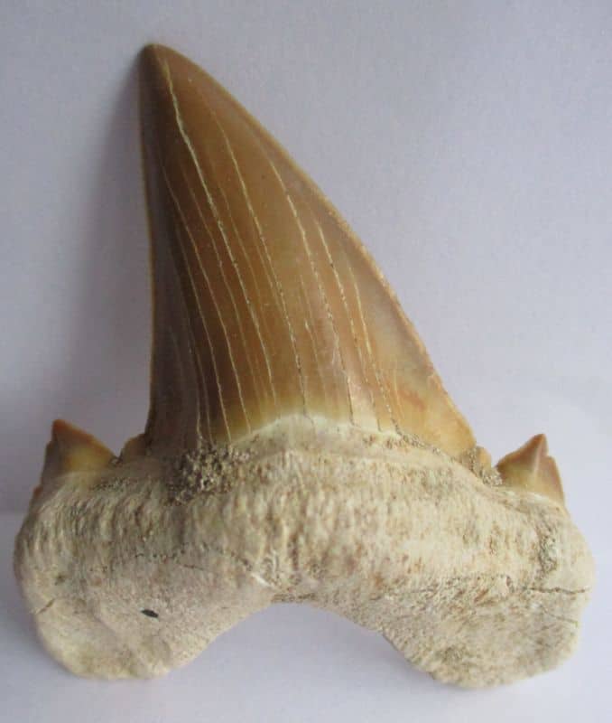 Fossilshop.eu