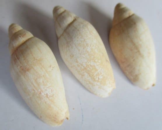 Nannamoria lundeliussae (Ludbrook,1978)