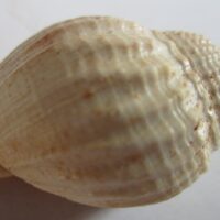 Phalium adcocki (Sowerby, 1896)
