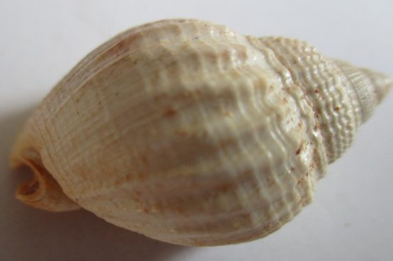 Phalium adcocki (Sowerby, 1896)