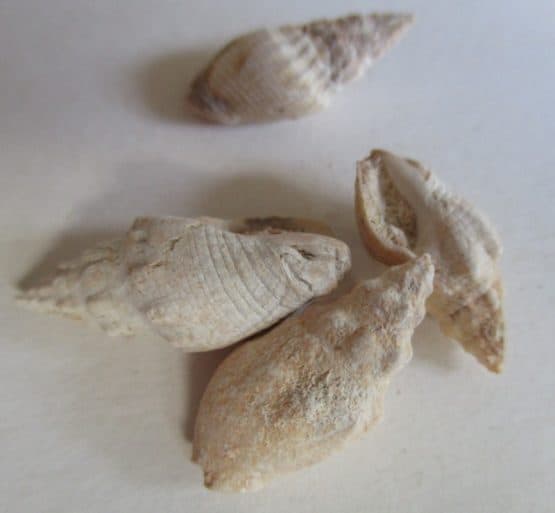 Cominella eburnea (Reeve 1933)