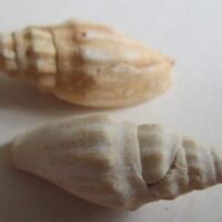 Notovoluta verconis medicata (Darragh,1988)
