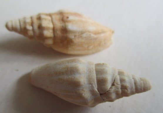Notovoluta verconis medicata (Darragh,1988)