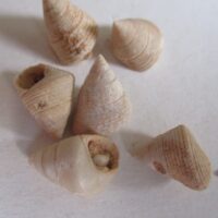 Thalotia chlorostoma (Menke, 1843)