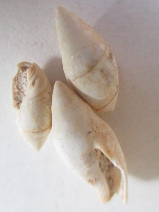 Amalda Monilefera (Reeve, 1844)