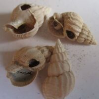 Nassarius Lima (Dillwyn 1817)