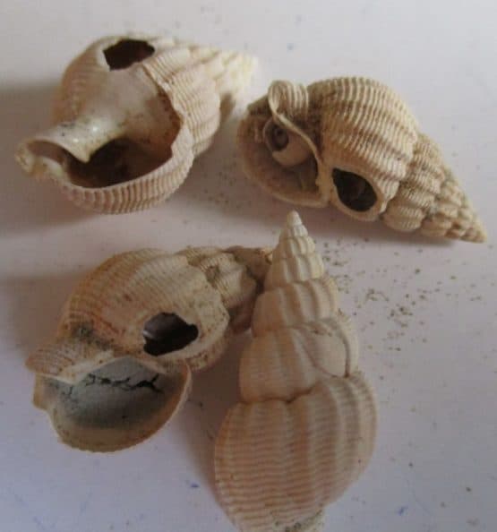 Nassarius Lima (Dillwyn 1817)