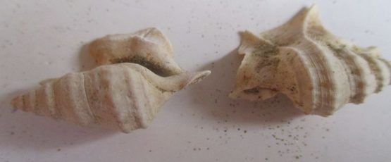 Aporrhais pespelecani (Linnaeus,1758)