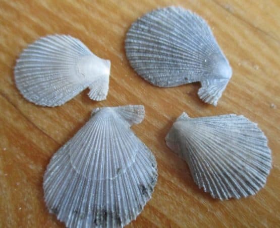 Chlamys Gemmulata (Reeve, 1853)