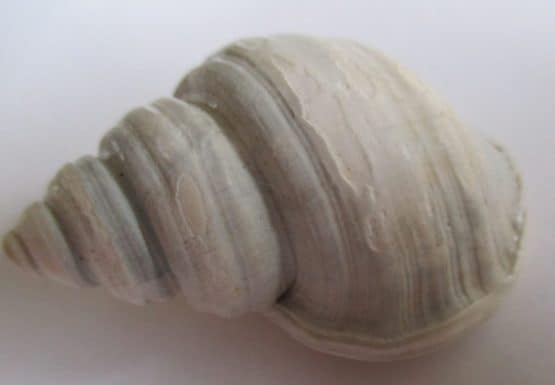 Pelicaria Vermis Vermis (Martyn, 1784)