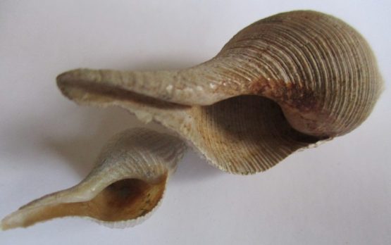 Iredalula striata (Hutton,1873) - Afbeelding 2
