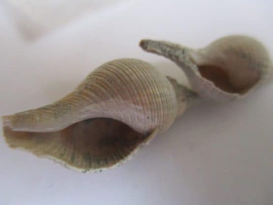 Iredalula striata (Hutton,1873) - Afbeelding 4